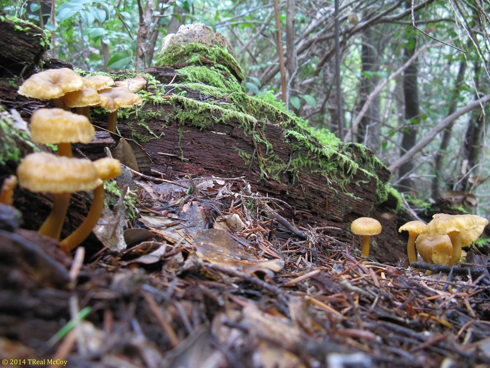 Yellowfoot Chanterelles